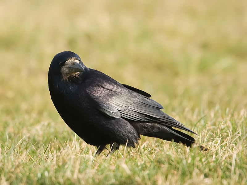 Corvus frugilegus Rook Roek